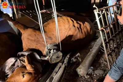 Quảng Trị: Truy tìm lô bò nhập khẩu chưa thông quan 'mất tích' sau vụ tai nạn thảm khốc trên QL9