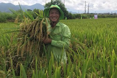 Đánh thức đồng ruộng bằng giống lúa mới