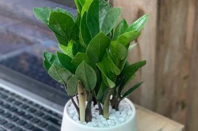 Muốn bàn làm việc vừa đẹp vừa 'hút lộc', đừng bỏ qua 4 loại cây mini này