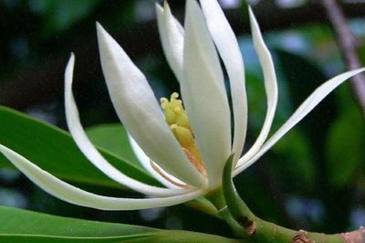 Có nên trồng hoa ngọc lan trước nhà?