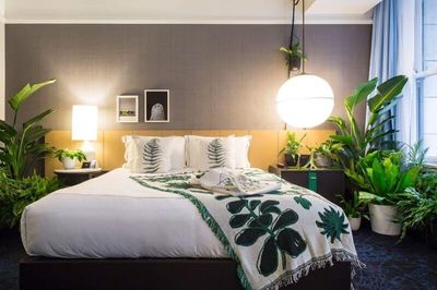 Không phải cây nào cũng hợp phòng ngủ: 5 lựa chọn được nhiều người yêu thích vì lý do này