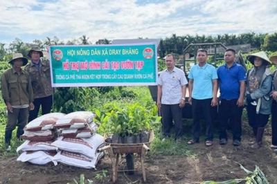 Dray Bhăng ra mắt mô hình'cải tạo vườn tạp' kỹ thuật trồng cà phê thả ngọn