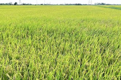 Hưng Yên biến biến đổi khí hậu thành động lực phát triển xanh