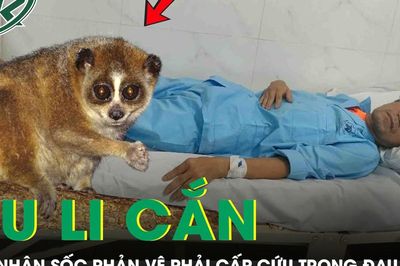 Bị cu li cắn, người đàn ông sốc phản vệ nguy kịch phải cấp cứu trong đau đớn