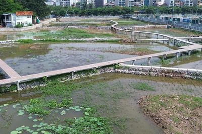 Cải tạo 3 hồ Sen thành bãi lọc tự nhiên, tăng chất lượng nước hồ Tây