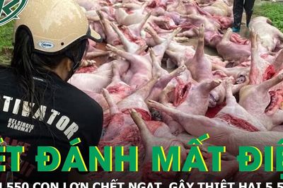 Sét đánh làm tê liệt hệ thống điện, hơn 550 con lợn chết ngạt, thiệt hại 5,5 tỷ đồng