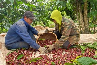 Giá cà phê Tây Nguyên tăng mạnh, áp sát mốc 100.000 đồng/kg