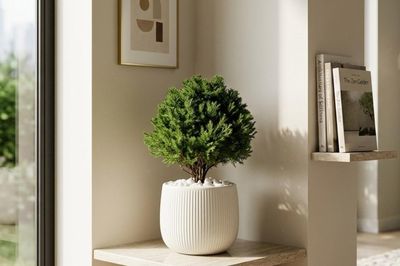 Cây tùng la hán với cây tùng bồng lai: Chọn loại nào đặt phòng khách