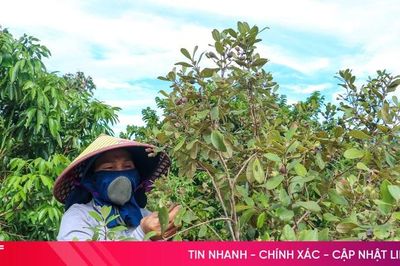 Theo chân người dân Hà Tĩnh lên đồi hái sim