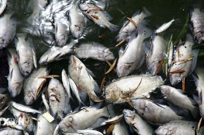 Quảng Trị làm rõ nguyên nhân cá chết dọc sông Hiếu