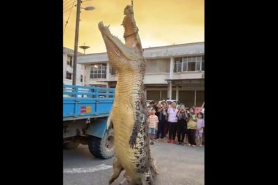 Bắt được cá sấu khổng lồ dài 4,8 mét chuyên tấn công người dân