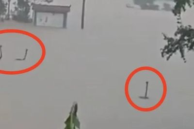Người dân bắt gặp cảnh tượng nổi da gà trong dòng nước lũ
