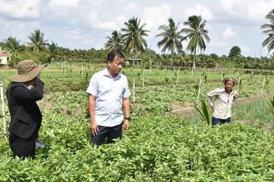 Đồng Tháp: Hàng chục hecta rau màu bị cháy lá bất thường