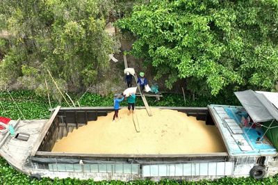 ĐBSCL: Nông dân trồng lúa lo vụ hè - thu bấp bênh