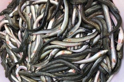 Loại cá có tên lạ nhưng giàu dinh dưỡng, nhiều người từng ăn mà không biết lợi ích