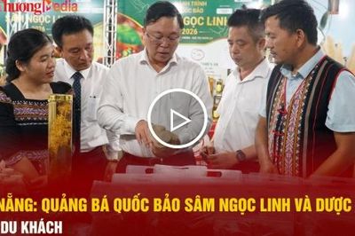 Đà Nẵng: Quảng bá quốc bảo sâm Ngọc Linh và dược liệu đến du khách