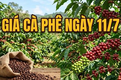 Giá cà phê ngày 11/7: Thị trường bật tăng trở lại trước áp lực nguồn cung thắt chặt