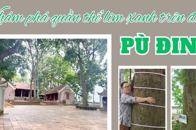 Khám phá quần thể lim xanh trên đỉnh Pù Đinh