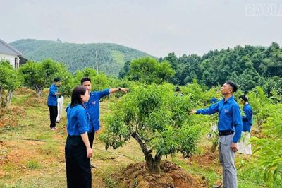 Tuổi trẻ phường Âu Lâu bứt phá làm giàu trên quê hương