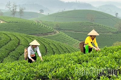 Giữ màu xanh đồi chè Long Cốc