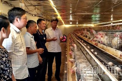 Xây dựng nền chăn nuôi tập trung