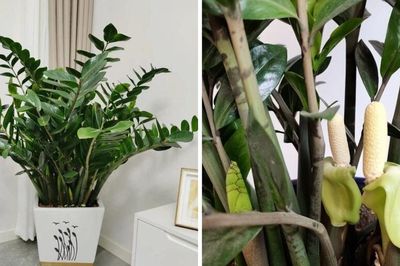 Tại sao bạn nên để một chậu cây kim tiền trong nhà?