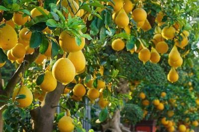 Có nên trồng cây bưởi trước nhà? Ý nghĩa phong thủy là gì?