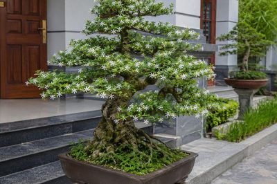 Có nên trồng cây mai chiếu thủy trước nhà?