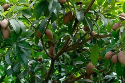 Loại quả đặc sản có ở Đồng Tháp, giá 70.000 đồng/kg, trồng một cây thu hoạch quanh năm, gia đạo êm ấm