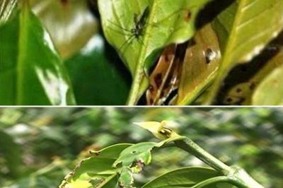 Lâm Đồng cảnh báo diễn biến phức tạp của sinh vật gây hại trên cây trồng chủ lực