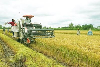 Giá lúa gạo hôm nay 11/7: Lúa ổn định, gạo bán lẻ biến động