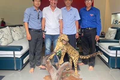 Bảo tàng ở Huế tiếp nhận tiêu bản động vật hoang dã quý hiếm