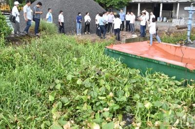 Đồng Tháp: Rau màu, cây trồng thiệt hại chưa rõ nguyên nhân lan rộng