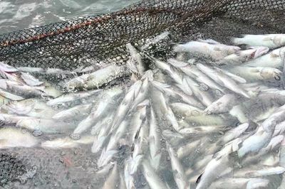 Quảng Trị: Cá chết hàng loạt trên sông Hiếu và sông Thạch Hãn