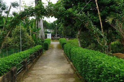Những 'dải lụa xanh' trước nếp nhà sàn kể chuyện đổi thay ở bản làng người Thái