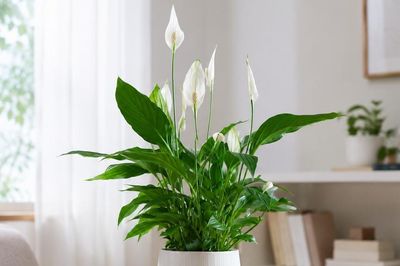 Lan ý hay trầu bà: Cây nào hút tài lộc, hợp phong thủy hơn?