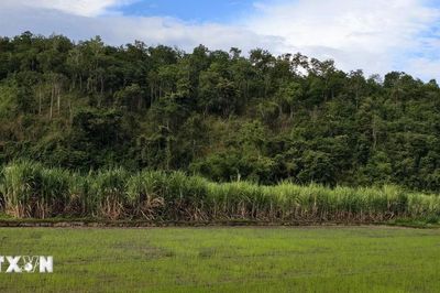Gia Lai: Thu mua mía nhỏ giọt, người dân gồng mình gánh thiệt
