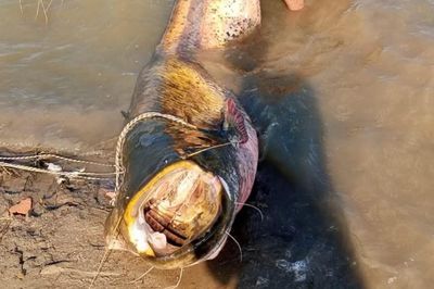 Ngư dân câu được con cá trê khổng lồ dài 2,57m, nặng 157 kg trong đập