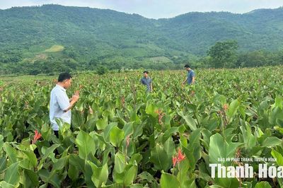 Hiệu quả trồng cây dong riềng ở Cẩm Thạch
