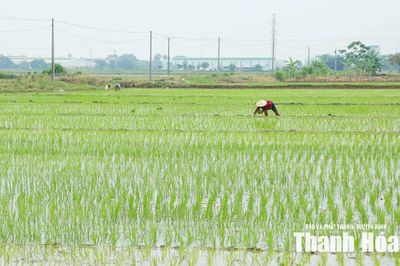 Xây dựng cánh đồng một giống lúa