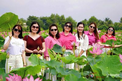 [Chùm ảnh] Cánh đồng sen Phú Hòa vào mùa nở rộ, tọa độ check-in không thể bỏ lỡ