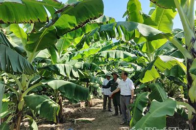 Chuẩn hóa sản xuất - Chìa khóa nâng tầm chuối Phú Thọ