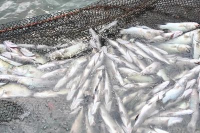 Khẩn trương điều tra nguyên nhân cá chết hàng loạt trên lưu vực các sông