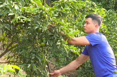 Diện tích cây cam đạt hơn 2.400ha