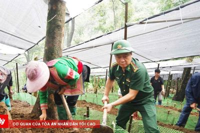 Bộ đội Biên phòng Lai Châu đồng hành cùng người dân phát triển sinh kế từ sâm