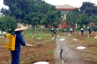 'Hồi sinh' những gốc bưởi già, gieo hy vọng cho người lầm lỡ