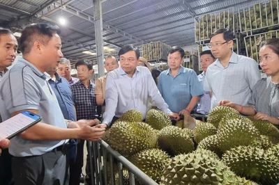 Ngành sầu riêng nỗ lực nâng sức cạnh tranh