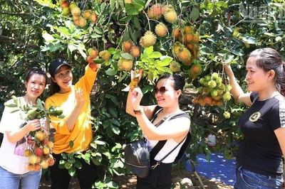 Lâm Sơn mùa quả ngọt
