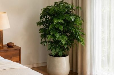 Cây lưỡi hổ và cây hạnh phúc: Loại nào phù hợp để trong phòng ngủ?