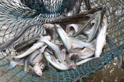 9X Cần Thơ kiếm tiền tỷ nhờ nuôi cá xanh kỳ, làm du lịch trên bè giữa sông Hậu